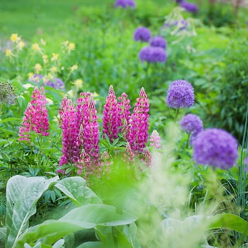 Daisetsu Mori-no Garden｜FRATELLO DI MIKUNI フラテッロ・ディ